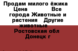 Продам милого ёжика › Цена ­ 10 000 - Все города Животные и растения » Другие животные   . Ростовская обл.,Донецк г.